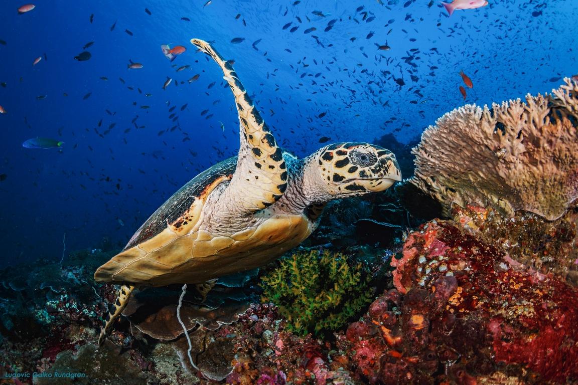 Dragon Dive Komodo Dive Resort Labuan Bajo Buitenkant foto