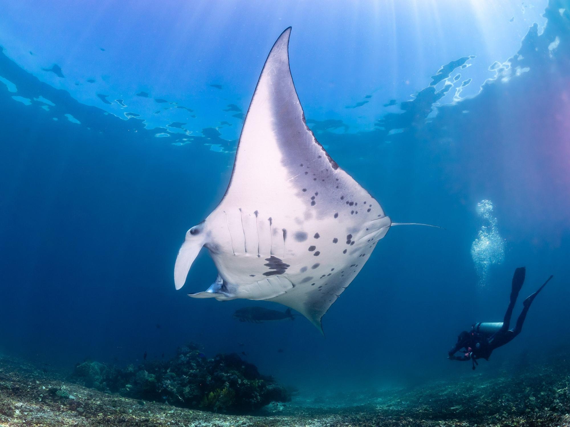 Dragon Dive Komodo Dive Resort Labuan Bajo Buitenkant foto