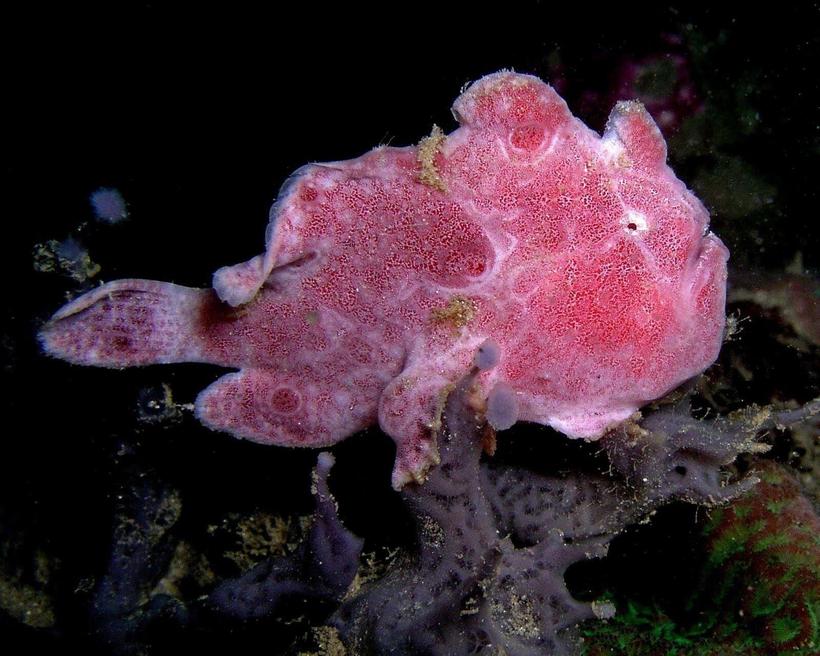 Dragon Dive Komodo Dive Resort Labuan Bajo Buitenkant foto