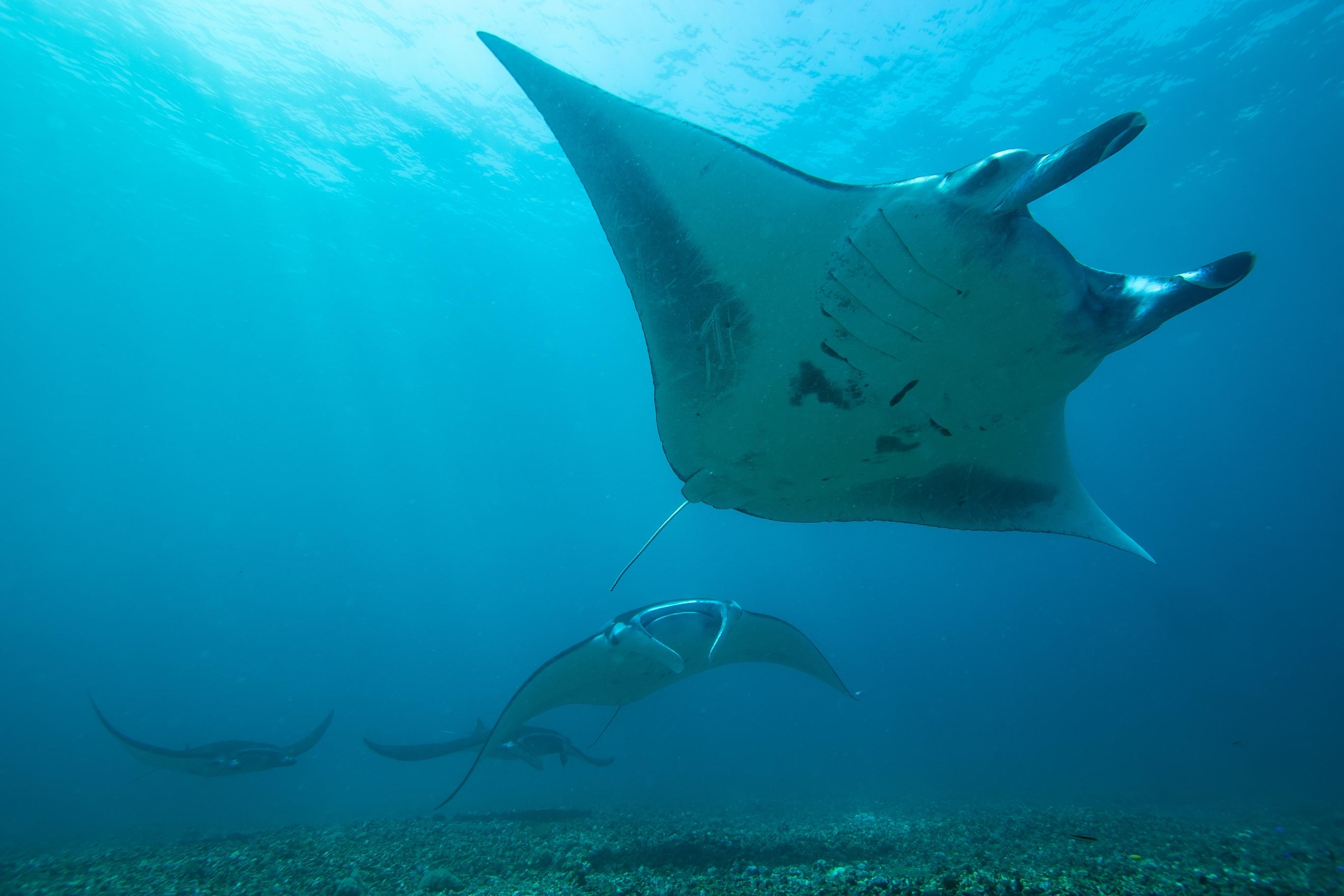 Dragon Dive Komodo Dive Resort Labuan Bajo Buitenkant foto
