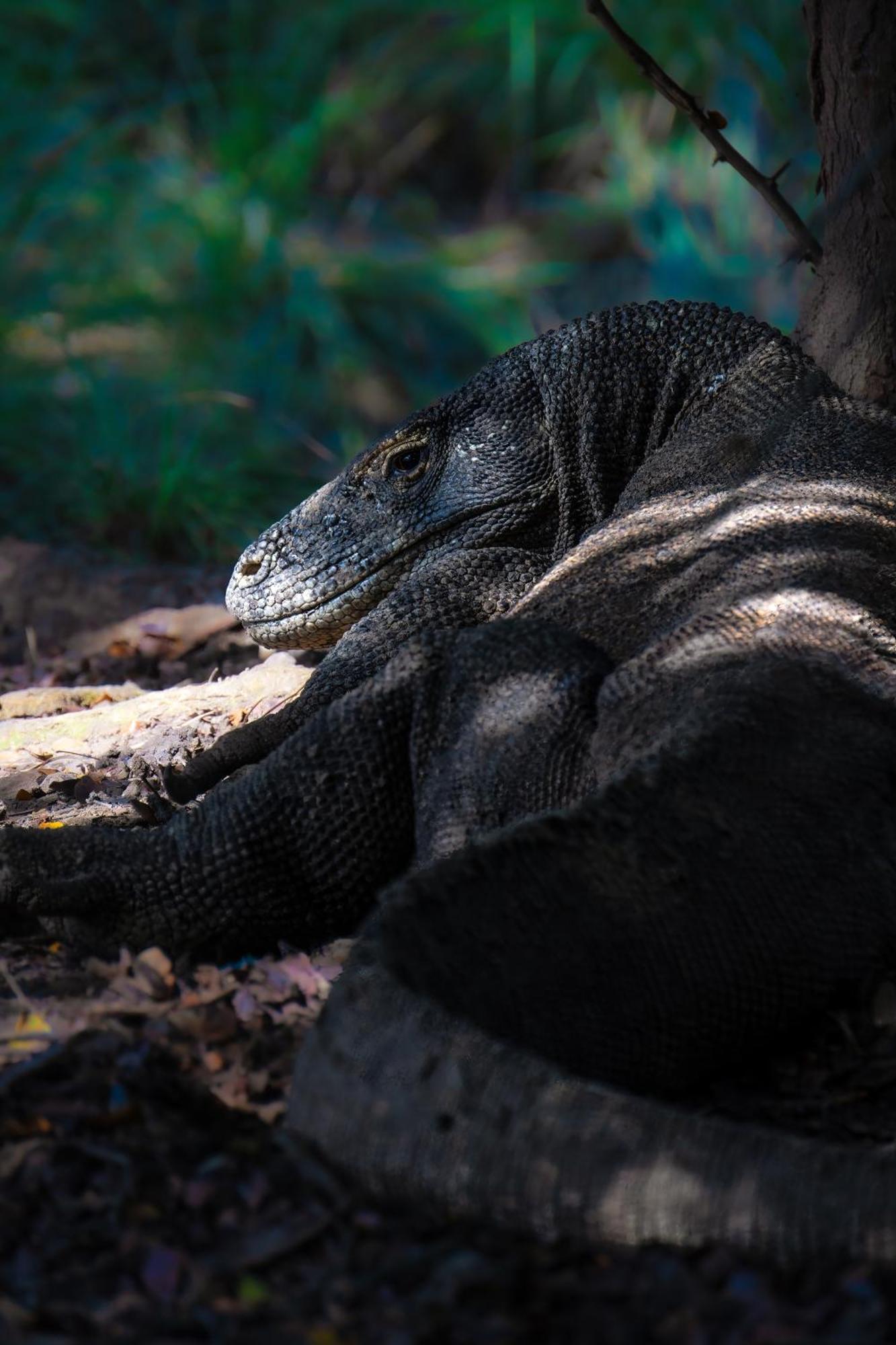 Dragon Dive Komodo Dive Resort Labuan Bajo Buitenkant foto