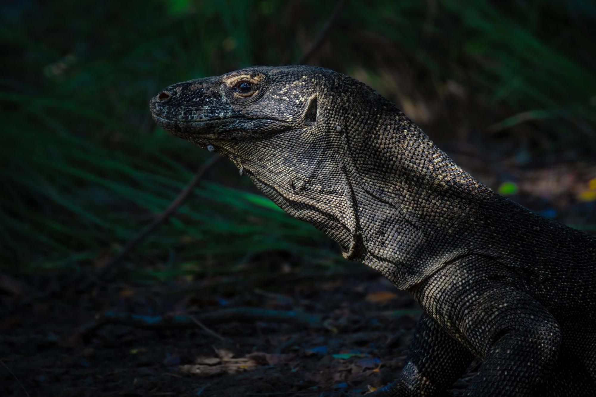 Dragon Dive Komodo Dive Resort Labuan Bajo Buitenkant foto